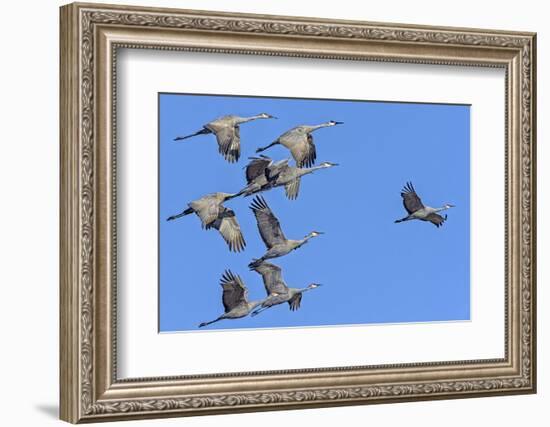 Sandhill Cranes in Flight, Goose Pond Wildlife Area, Linton, Indiana-Rona Schwarz-Framed Photographic Print