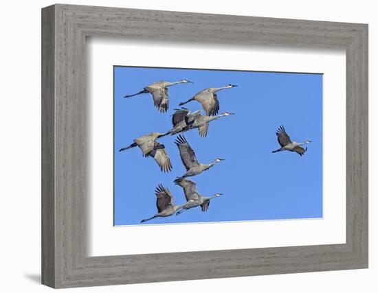 Sandhill Cranes in Flight, Goose Pond Wildlife Area, Linton, Indiana-Rona Schwarz-Framed Photographic Print