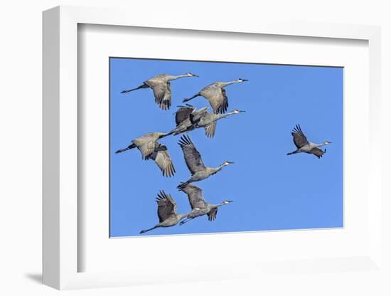 Sandhill Cranes in Flight, Goose Pond Wildlife Area, Linton, Indiana-Rona Schwarz-Framed Photographic Print