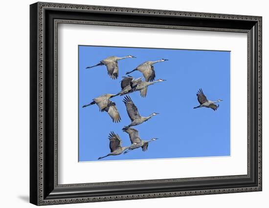 Sandhill Cranes in Flight, Goose Pond Wildlife Area, Linton, Indiana-Rona Schwarz-Framed Photographic Print