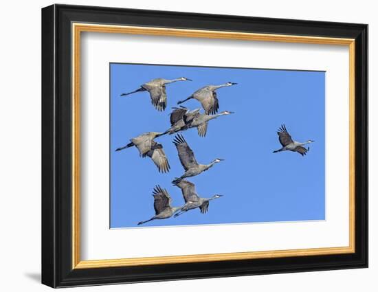 Sandhill Cranes in Flight, Goose Pond Wildlife Area, Linton, Indiana-Rona Schwarz-Framed Photographic Print