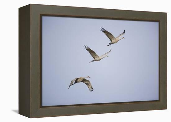 Sandhill Cranes in Flight-DLILLC-Framed Premier Image Canvas