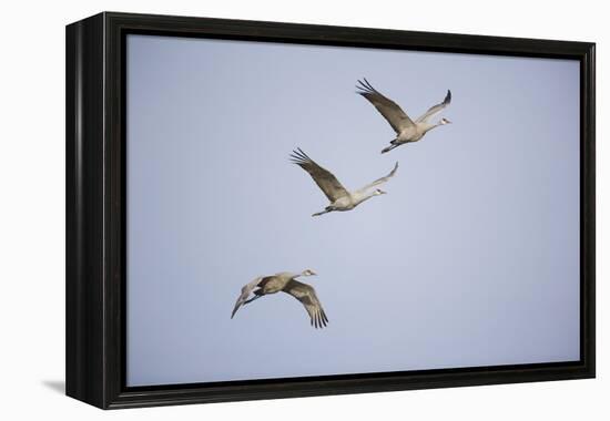 Sandhill Cranes in Flight-DLILLC-Framed Premier Image Canvas