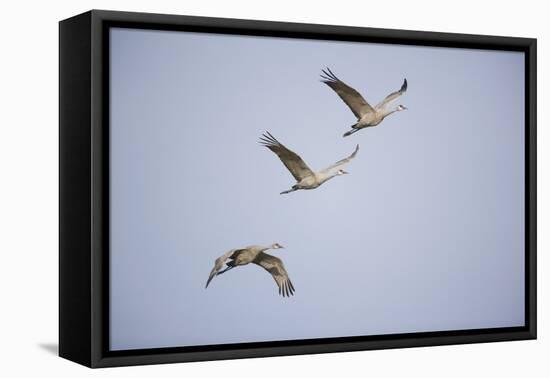 Sandhill Cranes in Flight-DLILLC-Framed Premier Image Canvas