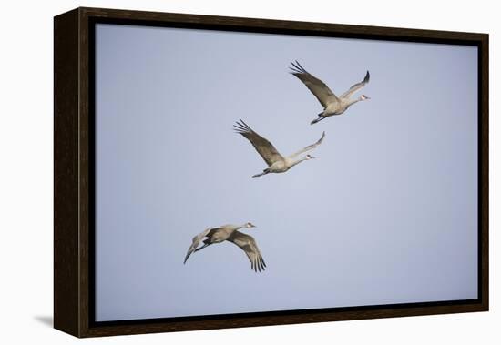 Sandhill Cranes in Flight-DLILLC-Framed Premier Image Canvas
