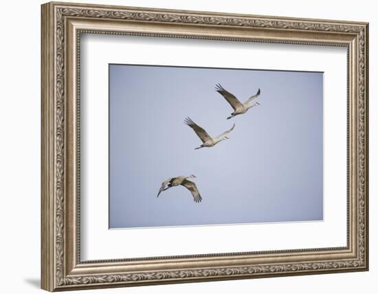 Sandhill Cranes in Flight-DLILLC-Framed Photographic Print