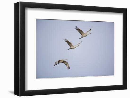 Sandhill Cranes in Flight-DLILLC-Framed Photographic Print