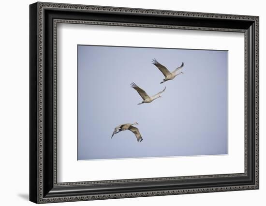 Sandhill Cranes in Flight-DLILLC-Framed Photographic Print