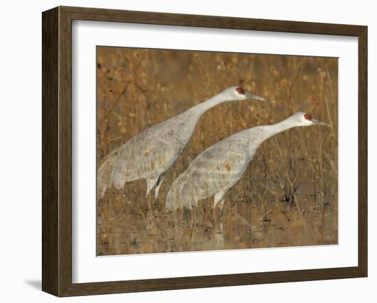 Sandhill Cranes in Marsh Prepare for Takeoff, Bosque Del Apache National Wildlife Reserve-Arthur Morris-Framed Photographic Print