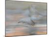 Sandhill Cranes in motion Bosque del Apache NWR, New Mexico-Maresa Pryor-Mounted Photographic Print