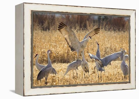 Sandhill Cranes in the Corn Fields, Bosque Del Apache National Wildlife Refuge-Maresa Pryor-Framed Premier Image Canvas