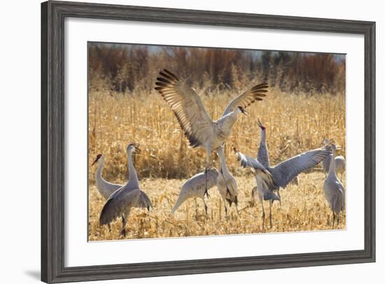 Sandhill Cranes in the Corn Fields, Bosque Del Apache National Wildlife Refuge-Maresa Pryor-Framed Photographic Print