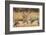 Sandhill Cranes in the Corn Fields, Bosque Del Apache National Wildlife Refuge-Maresa Pryor-Framed Photographic Print