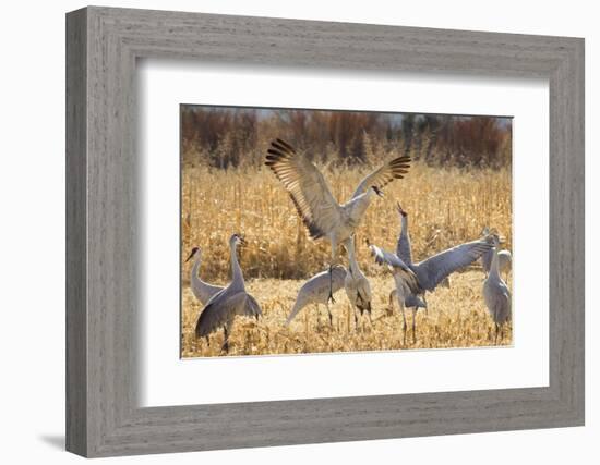 Sandhill Cranes in the Corn Fields, Bosque Del Apache National Wildlife Refuge-Maresa Pryor-Framed Photographic Print