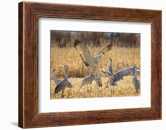 Sandhill Cranes in the Corn Fields, Bosque Del Apache National Wildlife Refuge-Maresa Pryor-Framed Photographic Print