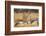 Sandhill Cranes in the Corn Fields, Bosque Del Apache National Wildlife Refuge-Maresa Pryor-Framed Photographic Print