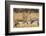 Sandhill Cranes in the Corn Fields, Bosque Del Apache National Wildlife Refuge-Maresa Pryor-Framed Photographic Print