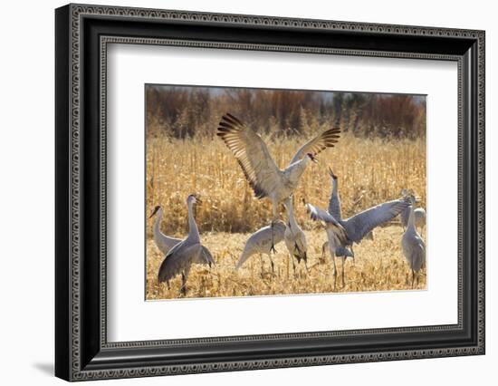 Sandhill Cranes in the Corn Fields, Bosque Del Apache National Wildlife Refuge-Maresa Pryor-Framed Photographic Print