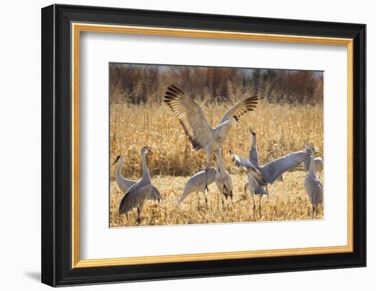 Sandhill Cranes in the Corn Fields, Bosque Del Apache National Wildlife Refuge-Maresa Pryor-Framed Photographic Print