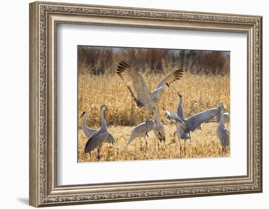 Sandhill Cranes in the corn fields, Grus canadensis, Bosque del Apache National Wildlife Refuge-Maresa Pryor-Framed Photographic Print