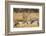 Sandhill Cranes in the corn fields, Grus canadensis, Bosque del Apache National Wildlife Refuge-Maresa Pryor-Framed Photographic Print