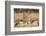 Sandhill Cranes in the corn fields, Grus canadensis, Bosque del Apache National Wildlife Refuge-Maresa Pryor-Framed Photographic Print