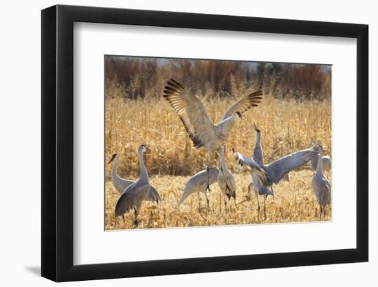 Sandhill Cranes in the corn fields, Grus canadensis, Bosque del Apache National Wildlife Refuge-Maresa Pryor-Framed Photographic Print