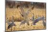 Sandhill Cranes in the corn fields, Grus canadensis, Bosque del Apache National Wildlife Refuge-Maresa Pryor-Mounted Photographic Print