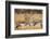 Sandhill Cranes in the corn fields, Grus canadensis, Bosque del Apache National Wildlife Refuge-Maresa Pryor-Framed Photographic Print