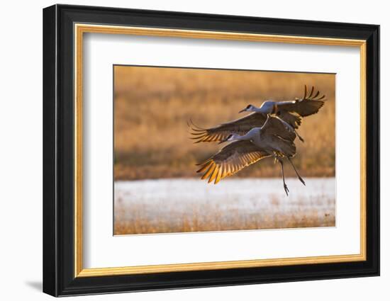 Sandhill Cranes Landing at Roosting Marsh-Larry Ditto-Framed Photographic Print