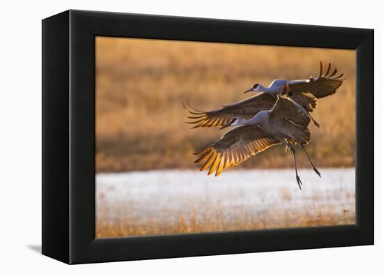Sandhill Cranes Landing at Roosting Marsh-Larry Ditto-Framed Premier Image Canvas