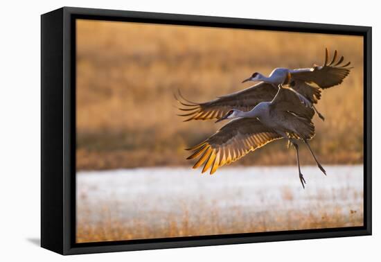 Sandhill Cranes Landing at Roosting Marsh-Larry Ditto-Framed Premier Image Canvas