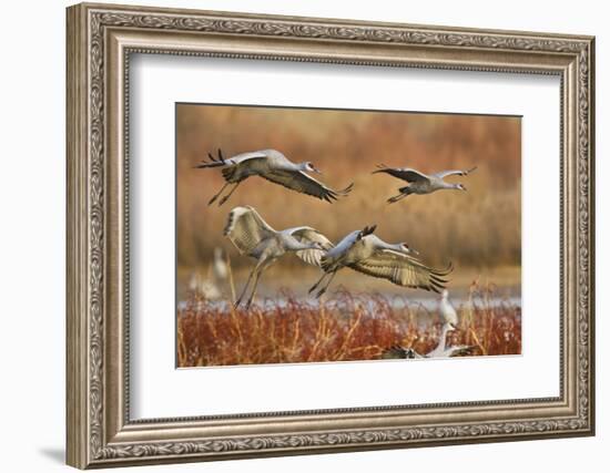 Sandhill Cranes Landing, Bosque Del Apache NWR, New Mexico, USA-Larry Ditto-Framed Photographic Print