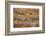 Sandhill Cranes Landing, Bosque Del Apache NWR, New Mexico, USA-Larry Ditto-Framed Photographic Print