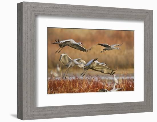 Sandhill Cranes Landing, Bosque Del Apache NWR, New Mexico, USA-Larry Ditto-Framed Photographic Print