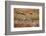 Sandhill Cranes Landing, Bosque Del Apache NWR, New Mexico, USA-Larry Ditto-Framed Photographic Print