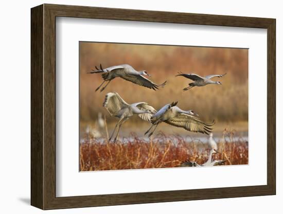 Sandhill Cranes Landing, Bosque Del Apache NWR, New Mexico, USA-Larry Ditto-Framed Photographic Print