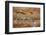 Sandhill Cranes Landing, Bosque Del Apache NWR, New Mexico, USA-Larry Ditto-Framed Photographic Print