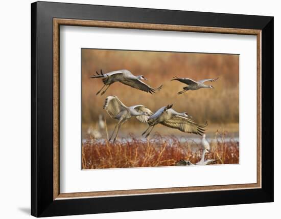 Sandhill Cranes Landing, Bosque Del Apache NWR, New Mexico, USA-Larry Ditto-Framed Photographic Print