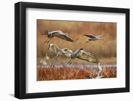 Sandhill Cranes Landing, Bosque Del Apache NWR, New Mexico, USA-Larry Ditto-Framed Photographic Print