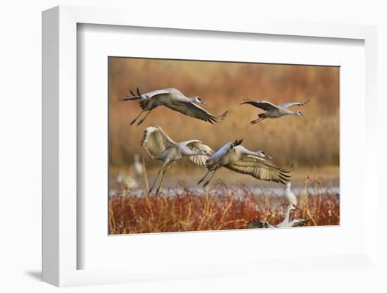 Sandhill Cranes Landing, Bosque Del Apache NWR, New Mexico, USA-Larry Ditto-Framed Photographic Print