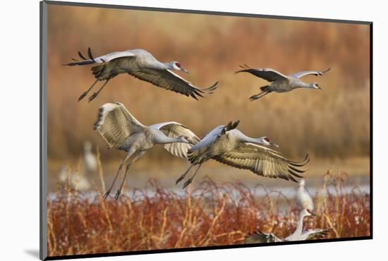 Sandhill Cranes Landing, Bosque Del Apache NWR, New Mexico, USA-Larry Ditto-Mounted Photographic Print