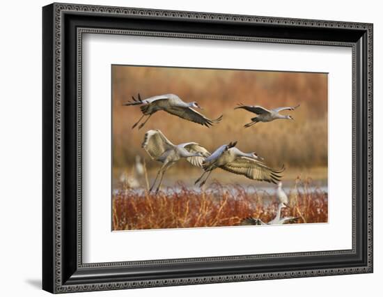 Sandhill Cranes Landing, Bosque Del Apache NWR, New Mexico, USA-Larry Ditto-Framed Photographic Print