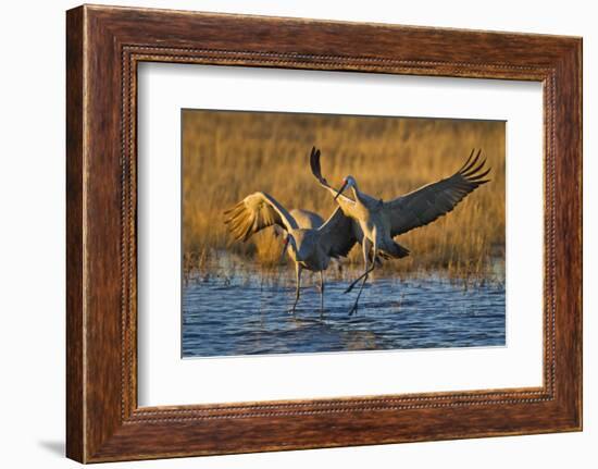 Sandhill Cranes Landing, Bosque Del Apache NWR, New Mexico, USA-Larry Ditto-Framed Photographic Print