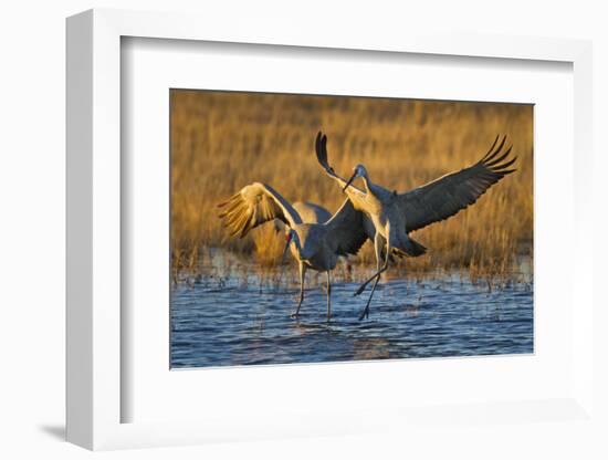 Sandhill Cranes Landing, Bosque Del Apache NWR, New Mexico, USA-Larry Ditto-Framed Photographic Print