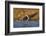 Sandhill Cranes Landing, Bosque Del Apache NWR, New Mexico, USA-Larry Ditto-Framed Photographic Print