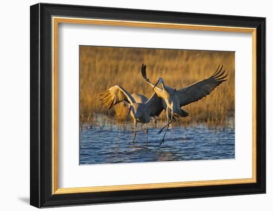 Sandhill Cranes Landing, Bosque Del Apache NWR, New Mexico, USA-Larry Ditto-Framed Photographic Print