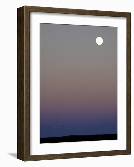 Sandhill Cranes Moon Flying Under Full Moon at Twilight-Arthur Morris-Framed Photographic Print