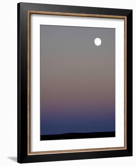 Sandhill Cranes Moon Flying Under Full Moon at Twilight-Arthur Morris-Framed Photographic Print