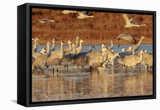 Sandhill Cranes Morning Liftoff, Bosque Del Apache National Wildlife Refuge, New Mexico-Maresa Pryor-Framed Premier Image Canvas